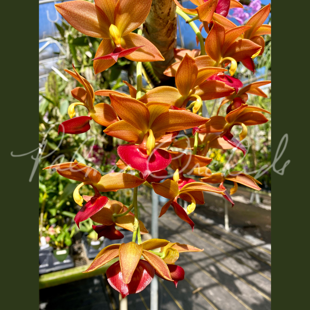 Cycd. Taiwan Gold — Palmer Orchids